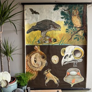 Vintage Greifvogel Schulkarte von Jung Koch Quentell. Raptors Leinenposter in Leinenoptik
