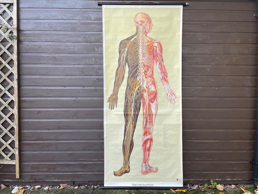 Vintage Full Body NERVOUS SYSTEM Educational Medical School Chart ...