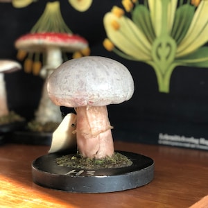 Modelo educativo escolar antiguo de un hongo venenoso de los años 60.