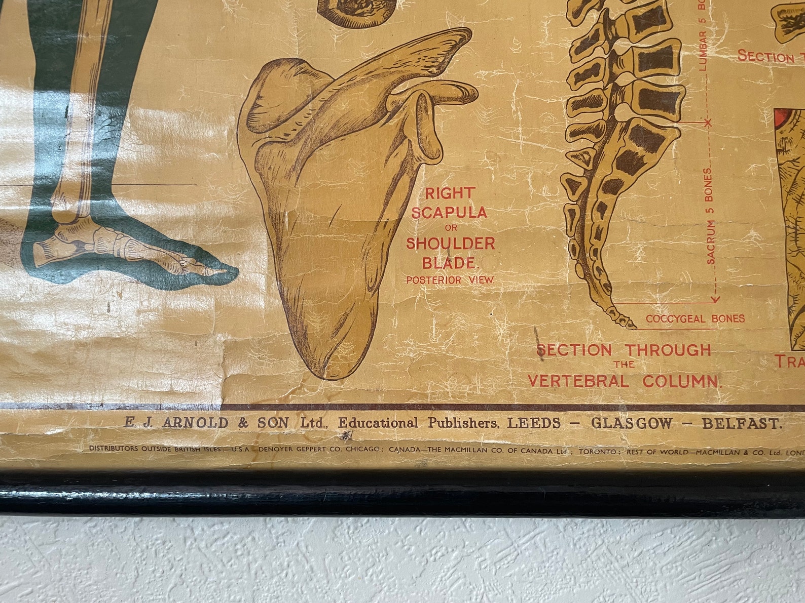 Antique Human Skeleton Anatomy Chart: 1908 Physiology Print - Etsy
