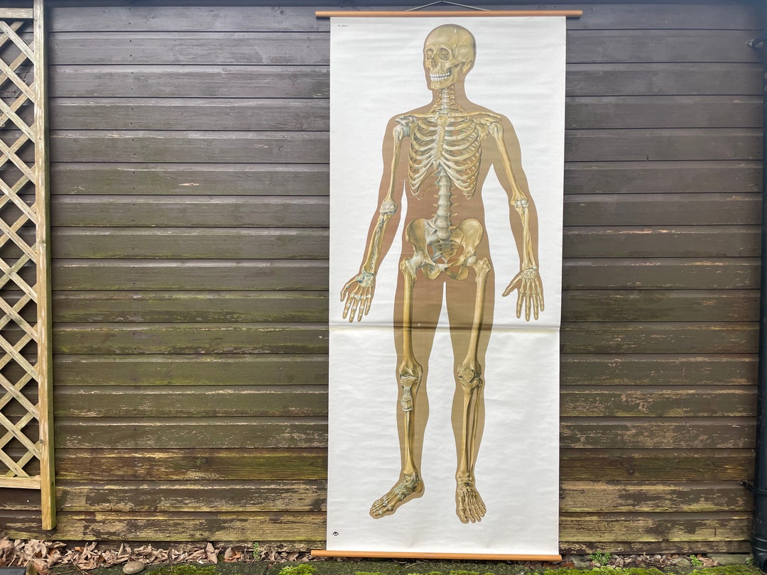 Vintage FULL BODY SKELETON School Chart Bones Anatomy Roll Down Medical ...