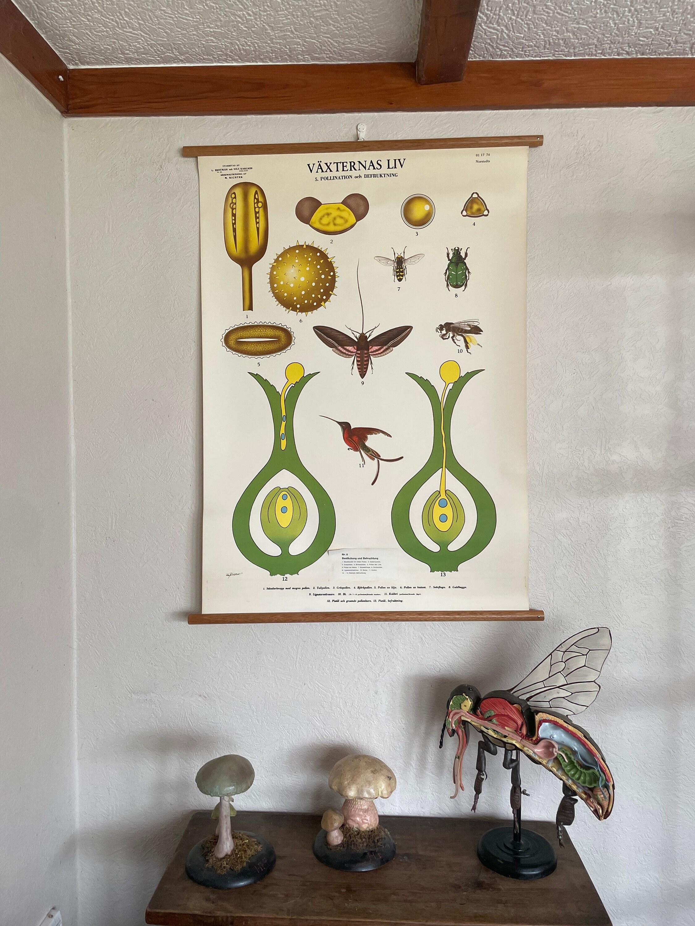 Vintage LIFE of PLANTS roll down school chart flowers BOTANICAL roll down poster Pollination