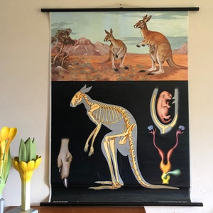 Vintage roll down school chart of a KANGAROO by Jung Koch Quentell zoological educational wall chart