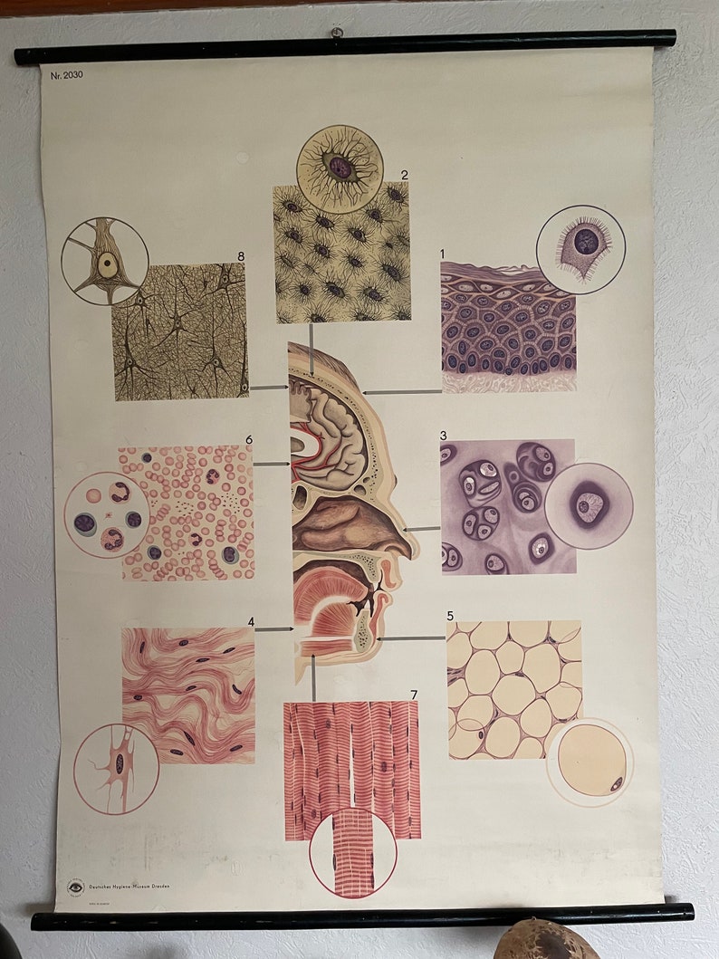 Original Vintage CELLS & TISSUES of Sensory ORGANS Pull Down Medical ...