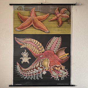 Quadro escolar vintage RED STAR, Jung Koch Quentell, quadro educacional de anatomia
