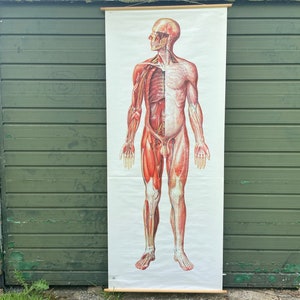 May include: A vintage anatomical chart showing the human muscular system. The chart features a detailed illustration of the muscles, tendons, and bones of the human body. The chart is printed on a white background and is rolled up.