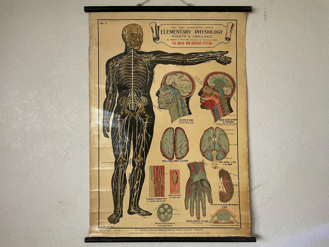 Antique Anatomy Chart of BRAIN & NERVOUS SYSTEM Circa 1908, Physiology ...