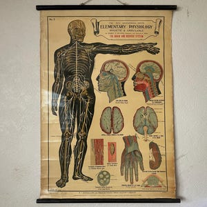 Antica tabella anatomica del CERVELLO e del SISTEMA NERVOSO circa 1908, fisiologia E. J Arnold fisiologia elementare per l'igiene e l'ambulanza