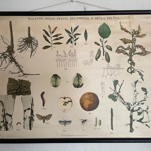 Tabella scolastica vintage di INSETTI - PARASSITI - parassiti animali su PIANTE Carta da parati educativa italiana.