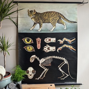 Vintage roll down school chart of a DOMESTIC CAT by Jung Koch Quentell 1973 educational wall chart