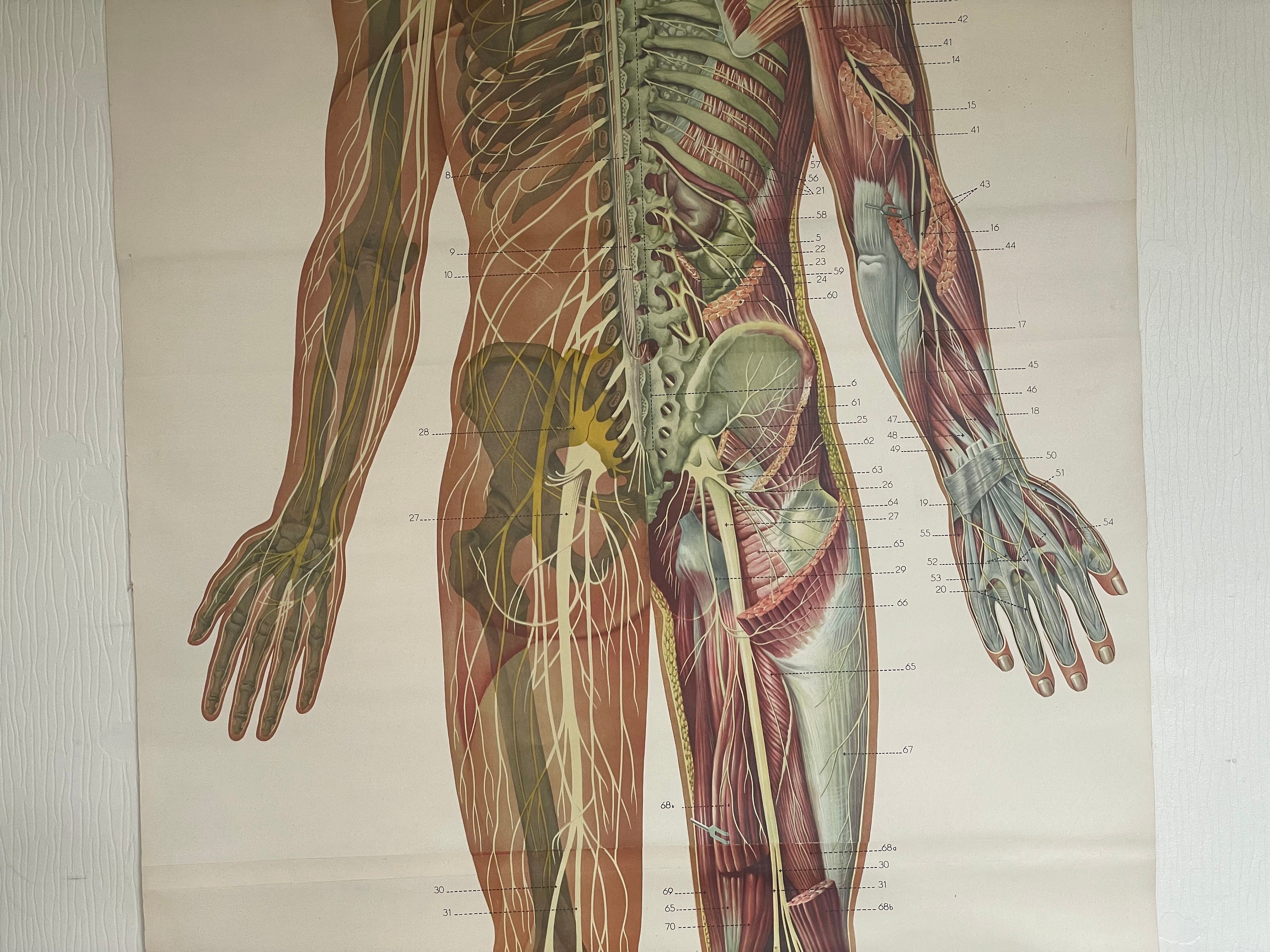 Vintage FULL BODY NERVOUS System School Chart Anatomy Roll Down Medical ...