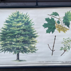 Affiche vintage de botanique avec arbre d'érable à sucre, tableau déroulant BOTANICAL