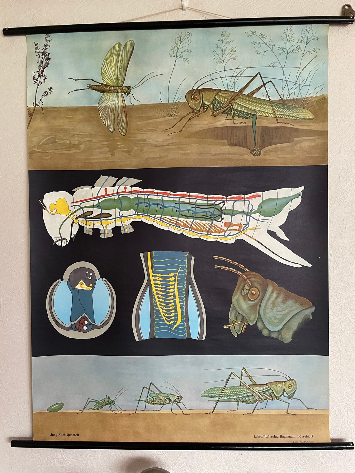 Vintage LOCUST School Chart by Jung Koch Quentell Zoological ...