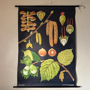 Vintage HAZEL BAUM HAZELNUT Haselnuss Haselnuss. Von Jung Koch Quentell Lehrtafel 1970