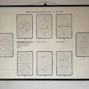 carte scolaire vintage GENETICS CELL DIVISION carte scolaire école de médecine. MitosIs