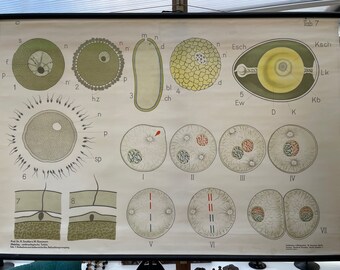 Vintage school chart of CELL DIVISION Embryology  & fertilisation  Histology chart table 7 1950's genetics