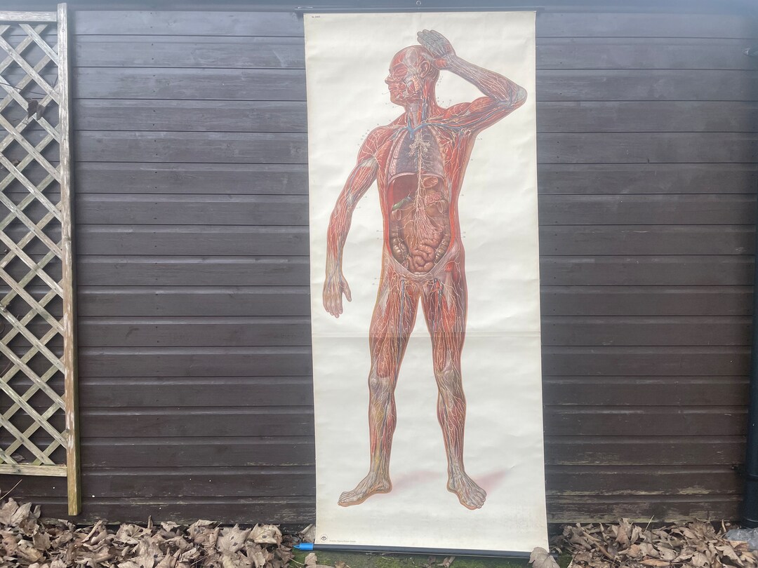 Vintage Full Body Medical School CHART of the LYMPHATIC SYSTEM ...