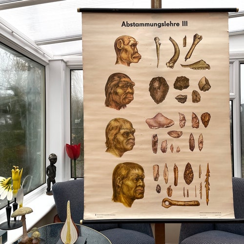 Vintage school chart EVOLUTION OF MAN poster educational shops chart early man.