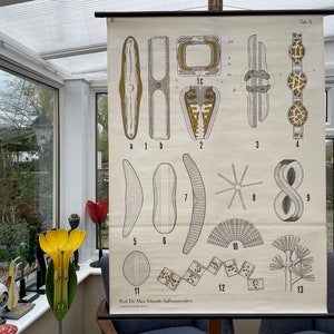 Originele vintage neerklapbare Duitse schoolkaart van WATERALGEN-botanische kaart uit het midden van de eeuw