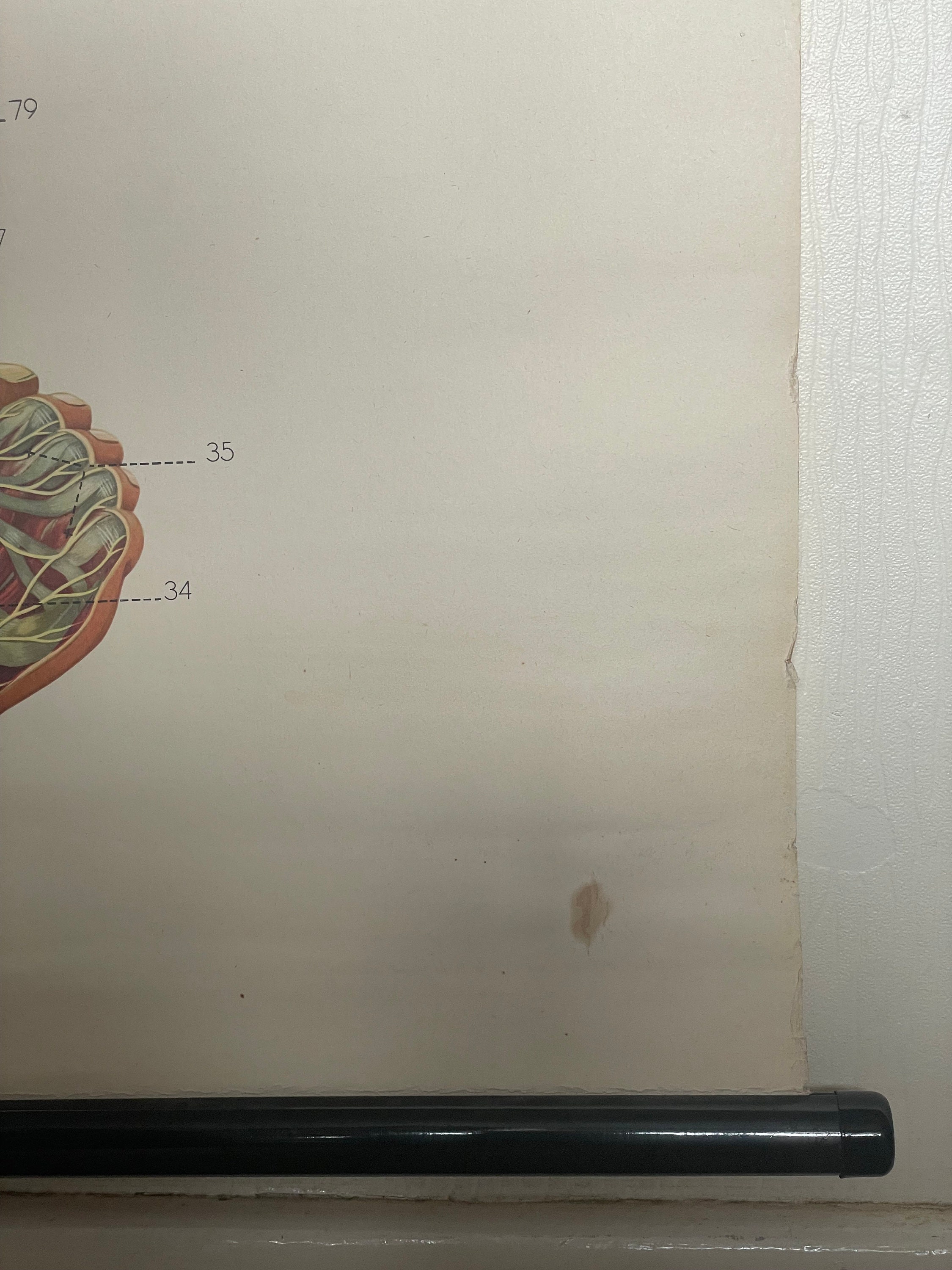 Vintage FULL BODY NERVOUS System School Chart Anatomy Roll Down Medical ...
