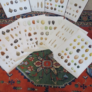 Ensemble de 6 estampes vintage de graines danoises vers 1948 lithographies d'estampes botaniques neufs anciens multiples disponibles