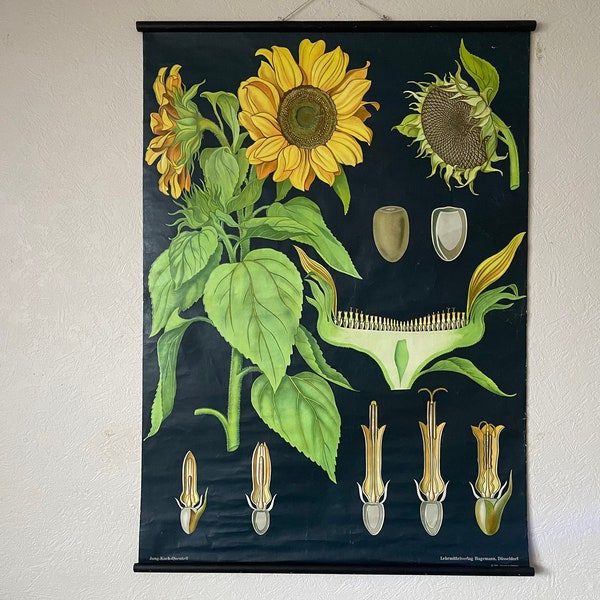 Vintage SUNFLOWER school chart Jung Koch Quentell poster BOTANICAL flower helianthus