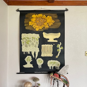 Vintage LICHEN Lehrkarte Jung Koch Quentell Schulwandkarte BOTANISCHE Lehrkarte der gelben Skala, Sunburst Flechte