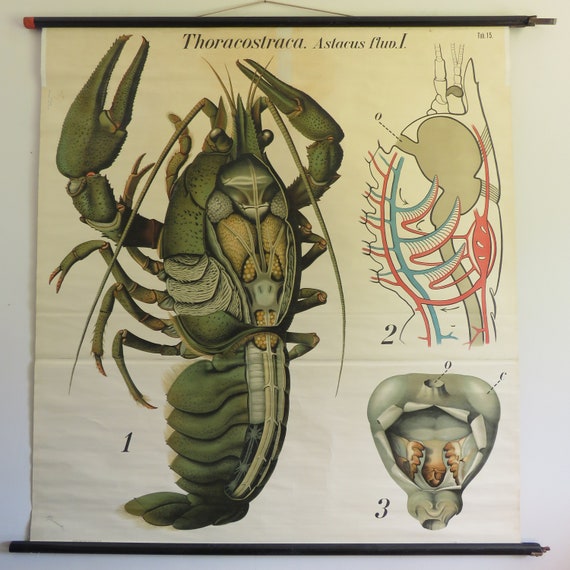 Crayfish Chart