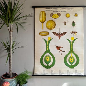 Vintage LIFE of PLANTS afrolposter schoolkaart bloemen BOTANICAL afrolposter Bestuiving