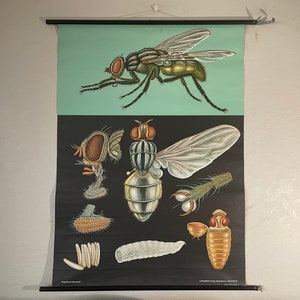 Grafico scolastico vintage HOUSE FLY di Jung Koch Quentell stampa poster grafico educativo arrotolabile 1967