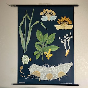 Gráfico escolar vintage ÓXIDO DE HOJA DE TRIGO, gráfico mural de Jung Koch Quentell, educación botánica, hongo del centeno carbonizado