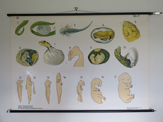 Embryology Chart