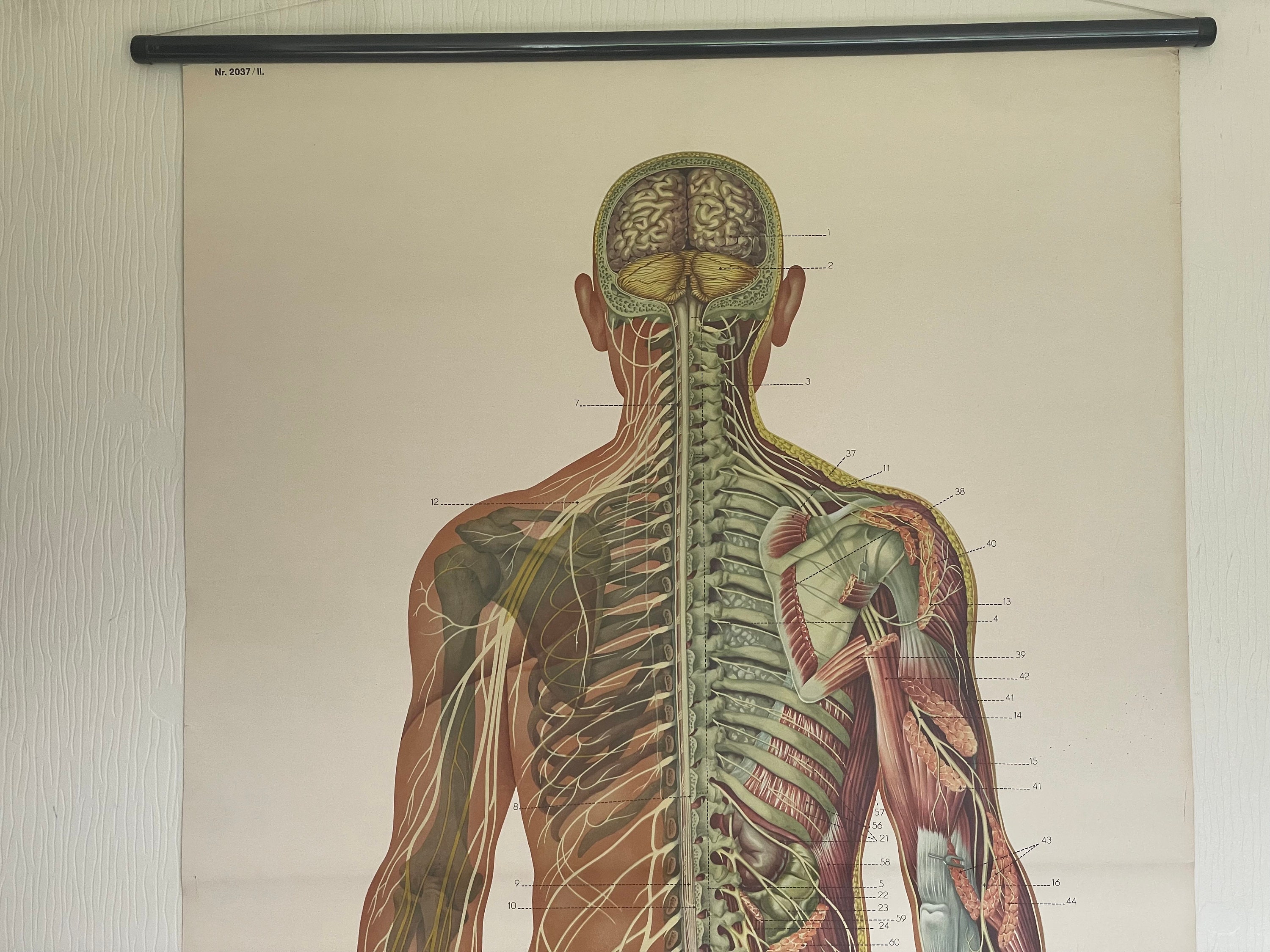Vintage FULL BODY NERVOUS System School Chart Anatomy Roll Down Medical ...