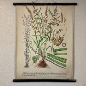 Vintage botanische muurkaart van FALSE OAT GRASS 1947 kaart wilde bloemen schoolkaart