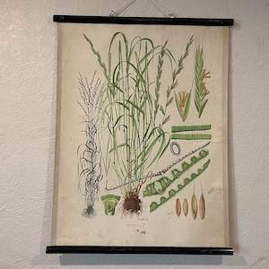 Vintage botanische muurkaart van ANNUAL RYE GRASS 1947 kaart Wilde bloemen schoolkaart