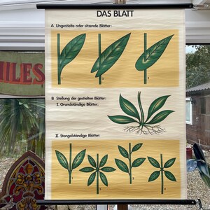Vintage Schulkarte des BLATTes botanische Lehrwandkarte laminiert.