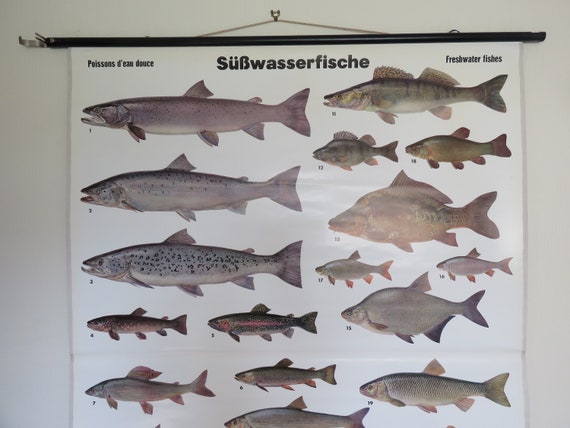 Freshwater Fish Chart