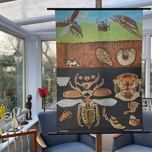 Può includere: Un grafico educativo vintage che rappresenta il ciclo di vita di uno scarabeo. Il grafico presenta illustrazioni dettagliate dello scarabeo in varie fasi di sviluppo, tra cui l'uovo, la larva, la pupa e l'adulto. Il grafico è stampato su uno sfondo nero con testo bianco ed è incorniciato in una cornice di legno.