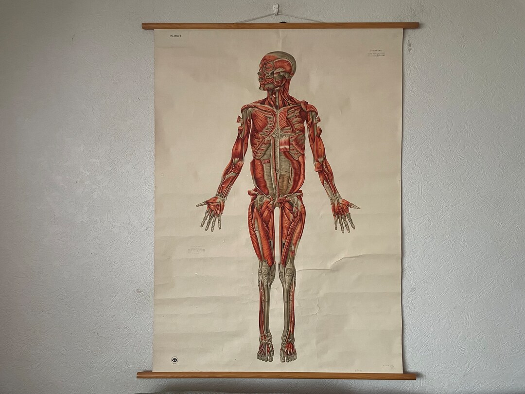Vintage FULL BODY MUSCLES Educational Medical School Chart Anatomy ...