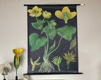 Vintage MARSH MARIGOLD school chart by Jung Koch Quentell poster BOTANICAL educational wall chart buttercup