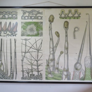 Raro EPITÉLIO DE PLANTAS vintage, carta escolar BOTÂNICA Quelle & Meyer Schmeils