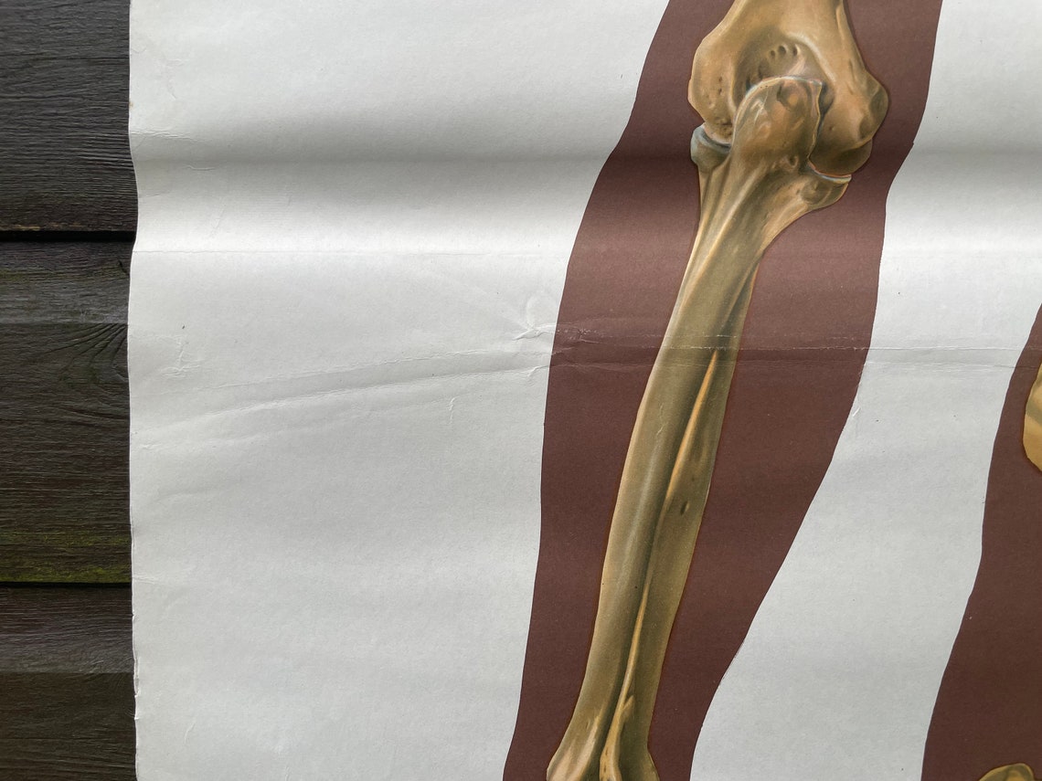 Vintage FULL BODY SKELETON School Chart Bones Anatomy Roll Down Medical ...
