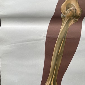 Vintage FULL BODY SKELETON School Chart Bones Anatomy Roll Down Medical ...