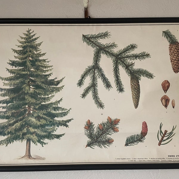 Vintage NORWAY SPRUCE TREE boanical school chart botany roll down linen poster