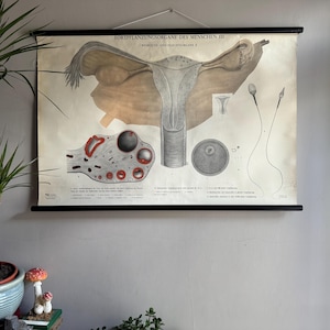 ANATOMIE DE LA REPRODUCTION FÉMININE vintage déroulez le graphique scolaire biologie éducative.