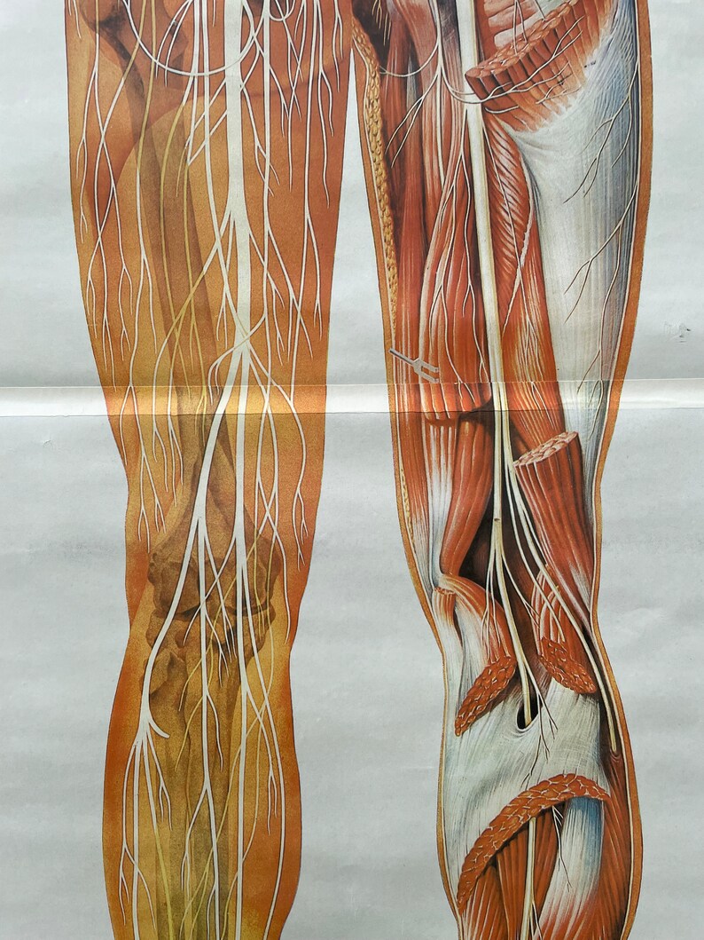 Vintage FULL BODY NERVOUS System School Chart Anatomy Roll Down Medical ...