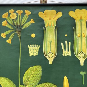 Vintage COWSLIP PRIMROSE School Chart Jung Koch Quentell BOTANICAL ...