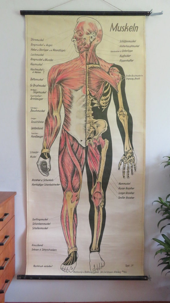 Human Muscle Chart Anatomy Chart