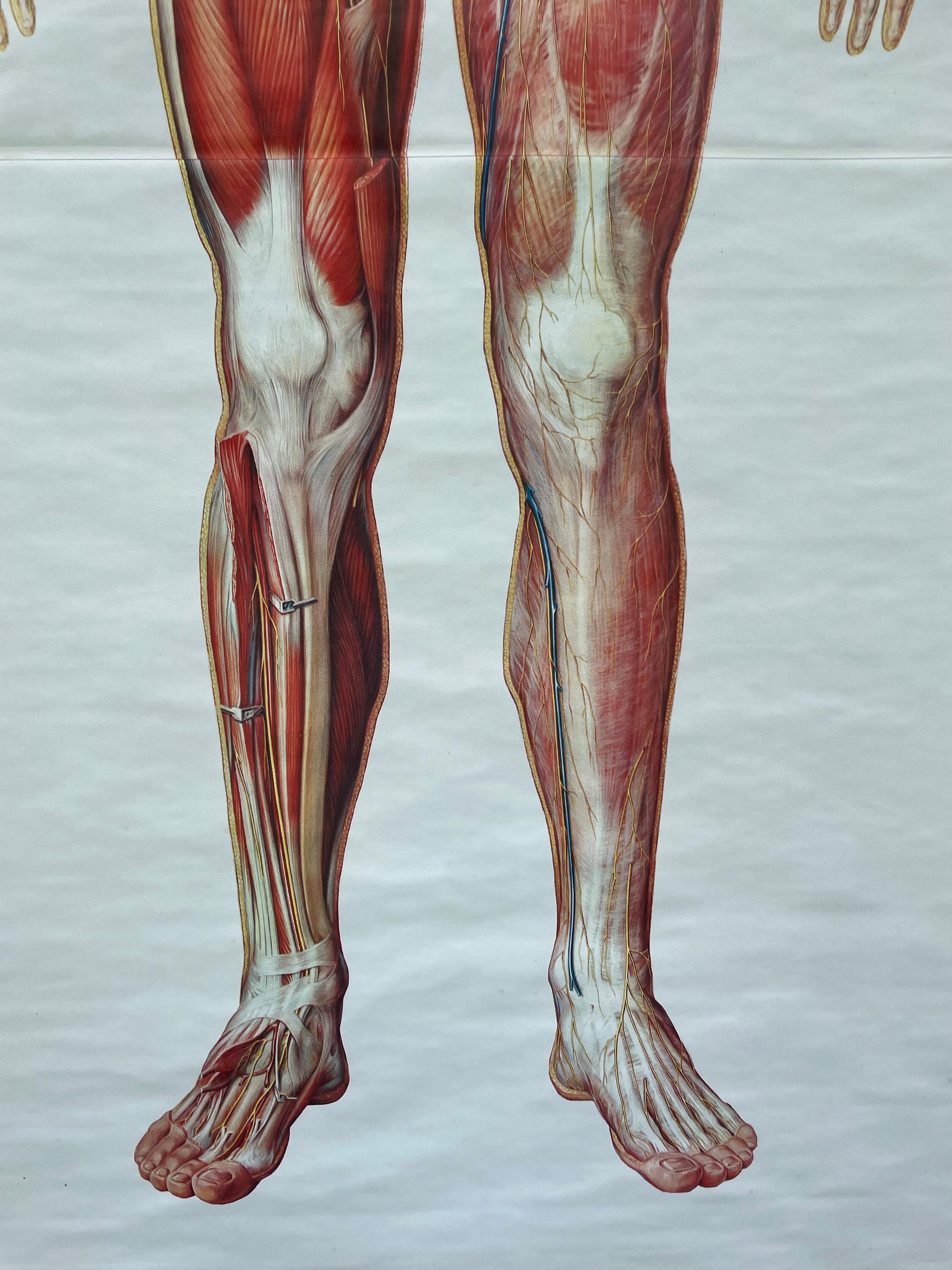 Vintage FULL BODY CIRCULATION School Chart Anatomy Roll Down Medical ...