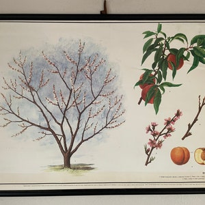 Vintage ABRIKOZENBOOM botanische schoolkaart plantkunde oprollen linnen poster Armeens pruimenfruit